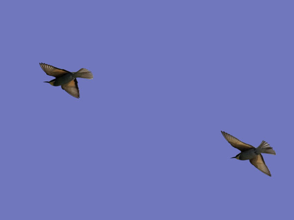 Mehiläissyöjä, European Bee-eater, Merops apiaster