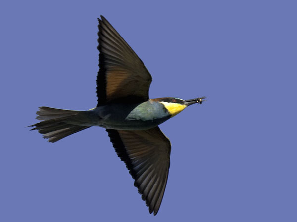 Mehiläissyöjä, European Bee-eater, Merops apiaster