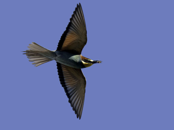 Mehiläissyöjä, European Bee-eater, Merops apiaster