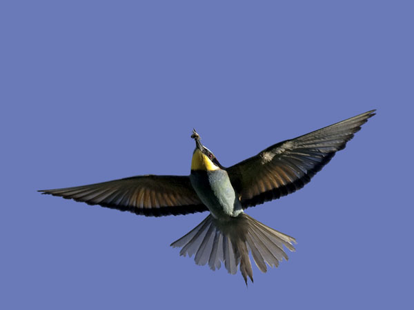 Mehiläissyöjä, European Bee-eater, Merops apiaster