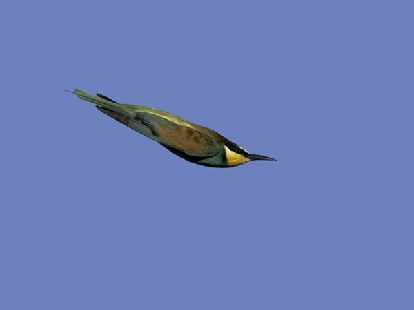 Mehiläissyöjä, European Bee-eater, Merops apiaster