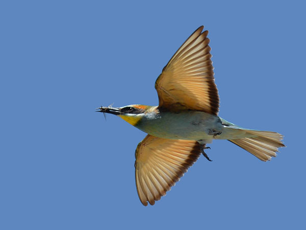 Mehiläissyöjä, European Bee-eater, Merops apiaster
