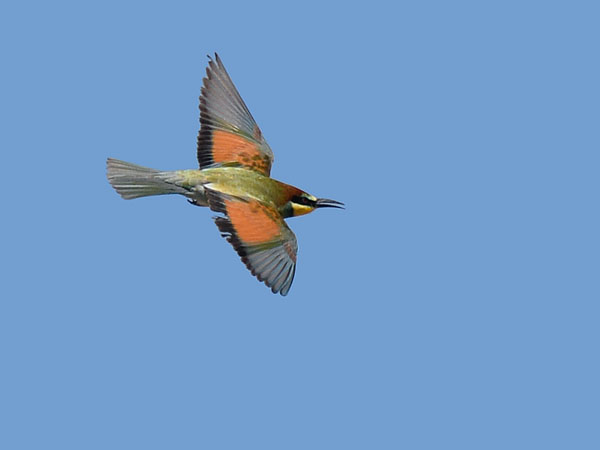 Mehiläissyöjä, European Bee-eater, Merops apiaster