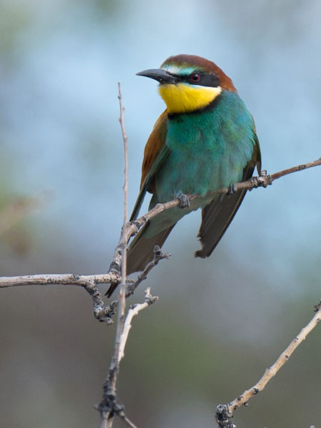 Mehiläissyöjä, European Bee-eater, Merops apiaster