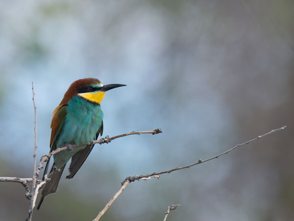 Mehiläissyöjä, European Bee-eater, Merops apiaster