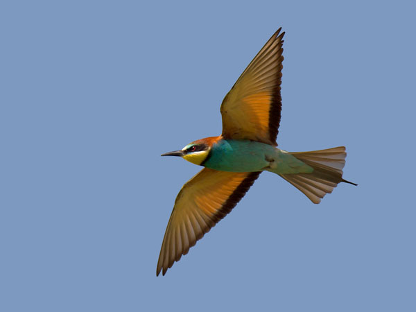 Mehiläissyöjä, European Bee-eater, Merops apiaster