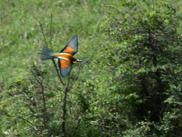 Mehiläissyöjä, European Bee-eater, Merops apiaster