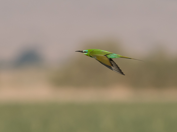 Vihermehiläissyöjä, Blue-cheeked Bee-eater, Merops persicus