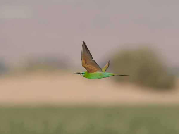 Vihermehiläissyöjä, Blue-cheeked Bee-eater, Merops persicus