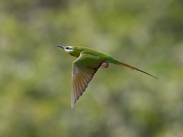 Vihermehiläissyöjä, Blue-cheeked Bee-eater, Merops persicus