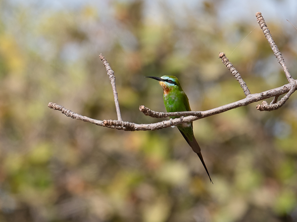Vihermehiläissyöjä, Blue-cheeked Bee-eater, Merops persicus