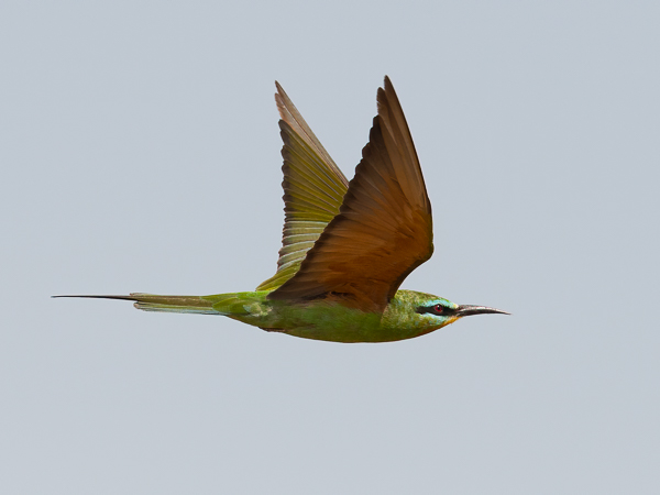 Vihermehiläissyöjä, Blue-cheeked Bee-eater, Merops persicus