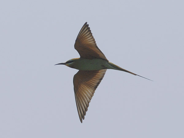 Vihermehiläissyöjä, Blue-cheeked Bee-eater, Merops persicus