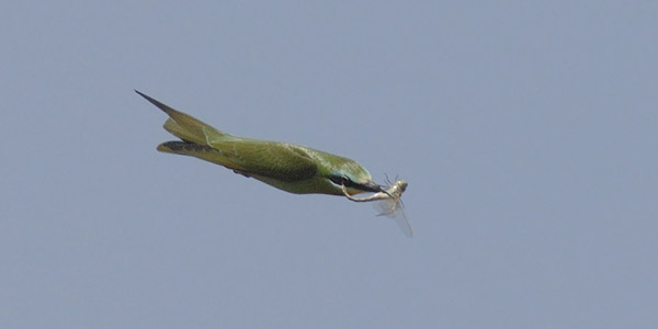 Vihermehiläissyöjä, Blue-cheeked Bee-eater, Merops persicus
