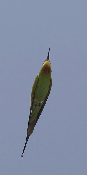 Vihermehiläissyöjä, Blue-cheeked Bee-eater, Merops persicus