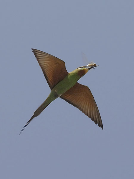 Vihermehiläissyöjä, Blue-cheeked Bee-eater, Merops persicus