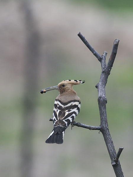 Harjalintu, Eurasian Hoopoe, Upupa epops