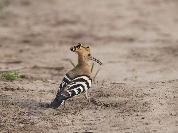 Harjalintu, Eurasian Hoopoe, Upupa epops