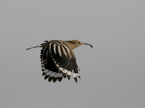 Harjalintu, Eurasian Hoopoe, Upupa epops