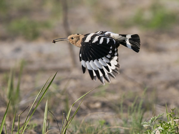 Harjalintu, Eurasian Hoopoe, Upupa epops