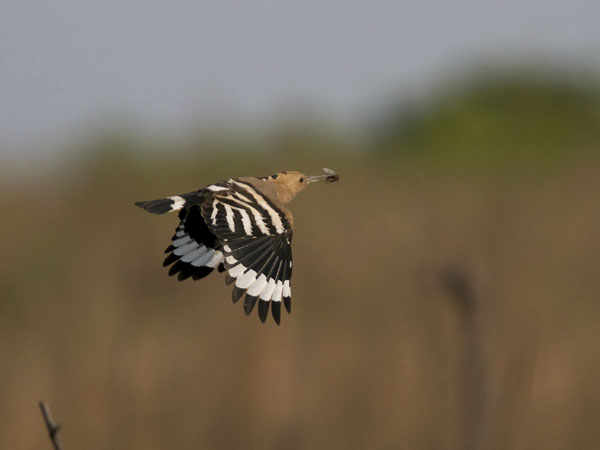 Harjalintu, Eurasian Hoopoe, Upupa epops