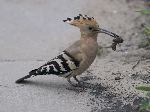 Harjalintu, Eurasian Hoopoe, Upupa epops