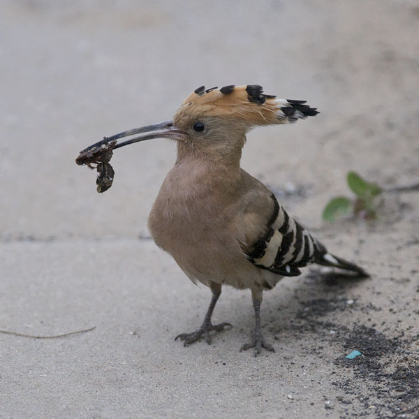 Harjalintu, Eurasian Hoopoe, Upupa epops