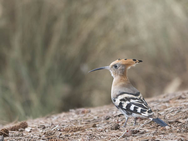 Harjalintu, Eurasian Hoopoe, Upupa epops