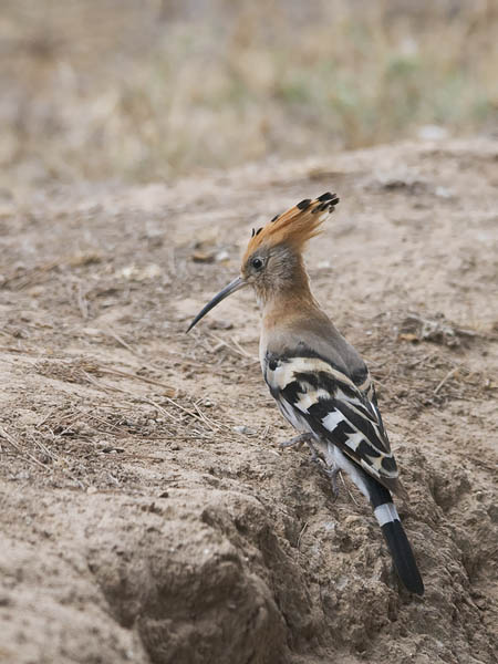 Harjalintu, Eurasian Hoopoe, Upupa epops