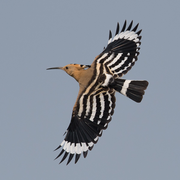 Harjalintu, Eurasian Hoopoe, Upupa epops