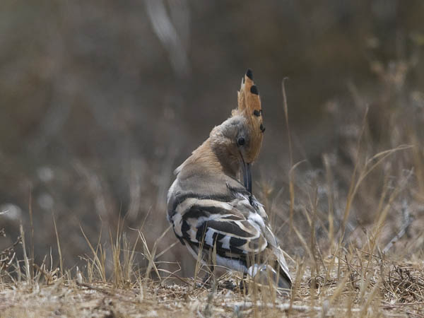 Harjalintu, Eurasian Hoopoe, Upupa epops