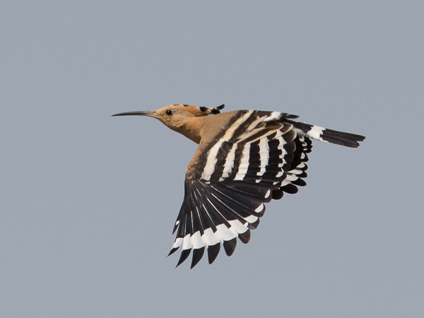 Harjalintu, Eurasian Hoopoe, Upupa epops