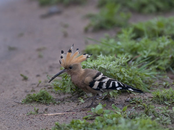 Harjalintu, Eurasian Hoopoe, Upupa epops