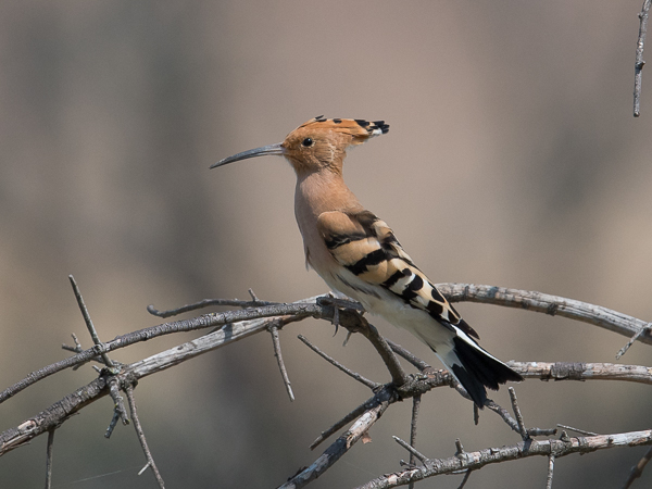 Harjalintu, Eurasian Hoopoe, Upupa epops