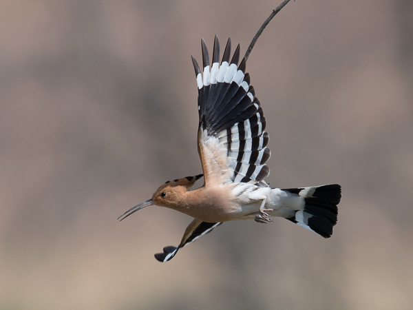 Harjalintu, Eurasian Hoopoe, Upupa epops