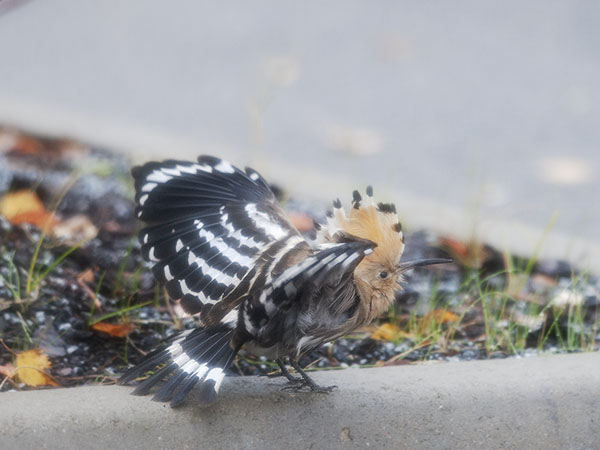 Harjalintu, Eurasian Hoopoe, Upupa epops