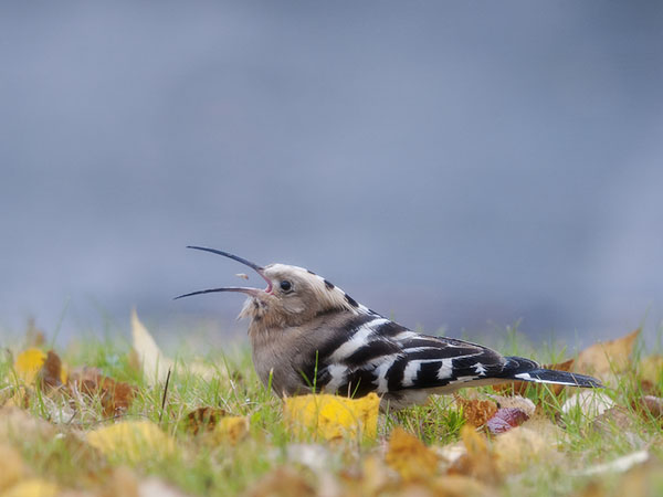 Harjalintu, Eurasian Hoopoe, Upupa epops