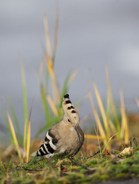 Harjalintu, Eurasian Hoopoe, Upupa epops