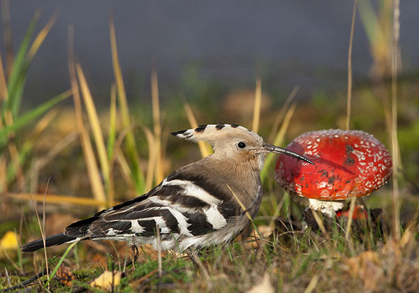 Harjalintu, Eurasian Hoopoe, Upupa epops