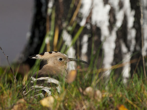 Harjalintu, Eurasian Hoopoe, Upupa epops