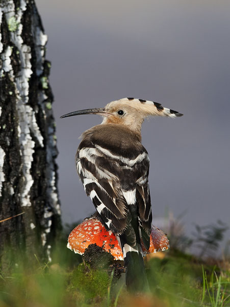 Harjalintu, Eurasian Hoopoe, Upupa epops