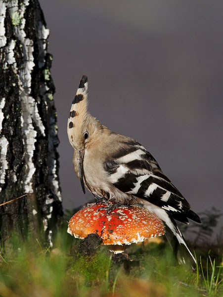 Harjalintu, Eurasian Hoopoe, Upupa epops