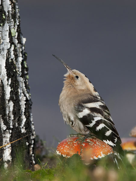 Harjalintu, Eurasian Hoopoe, Upupa epops