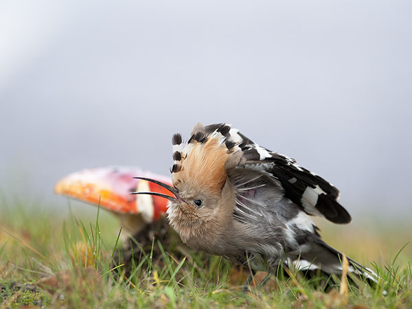 Harjalintu, Eurasian Hoopoe, Upupa epops