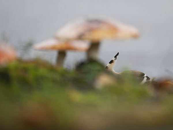 Harjalintu, Eurasian Hoopoe, Upupa epops