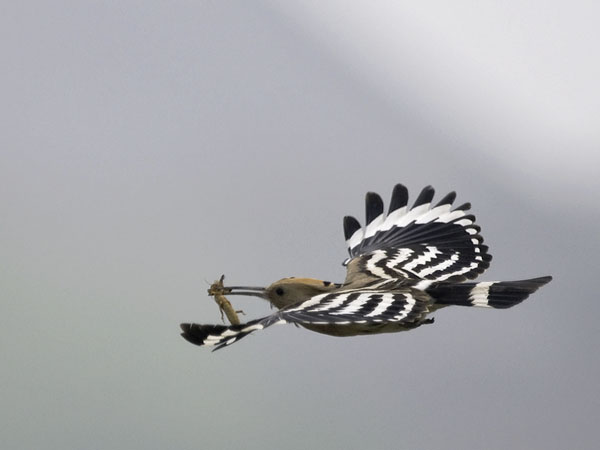 Harjalintu, Eurasian Hoopoe, Upupa epops