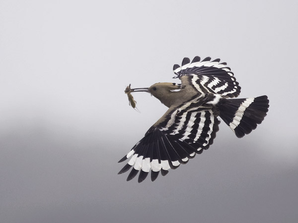 Harjalintu, Eurasian Hoopoe, Upupa epops