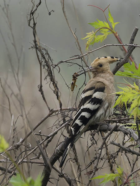 Harjalintu, Eurasian Hoopoe, Upupa epops