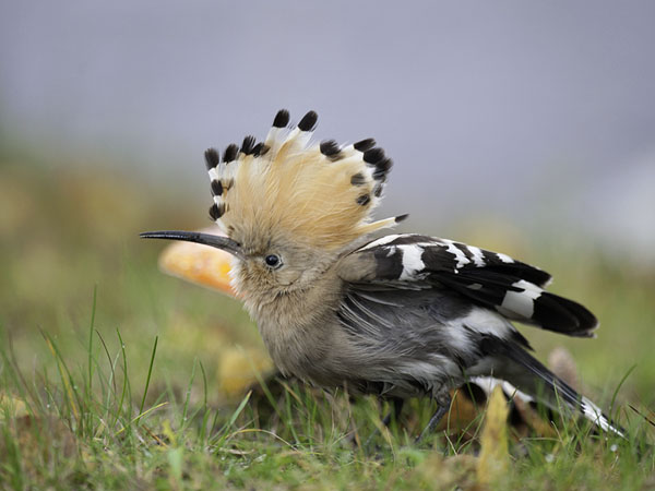 Harjalintu, Eurasian Hoopoe, Upupa epops