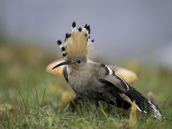 Harjalintu, Eurasian Hoopoe, Upupa epops